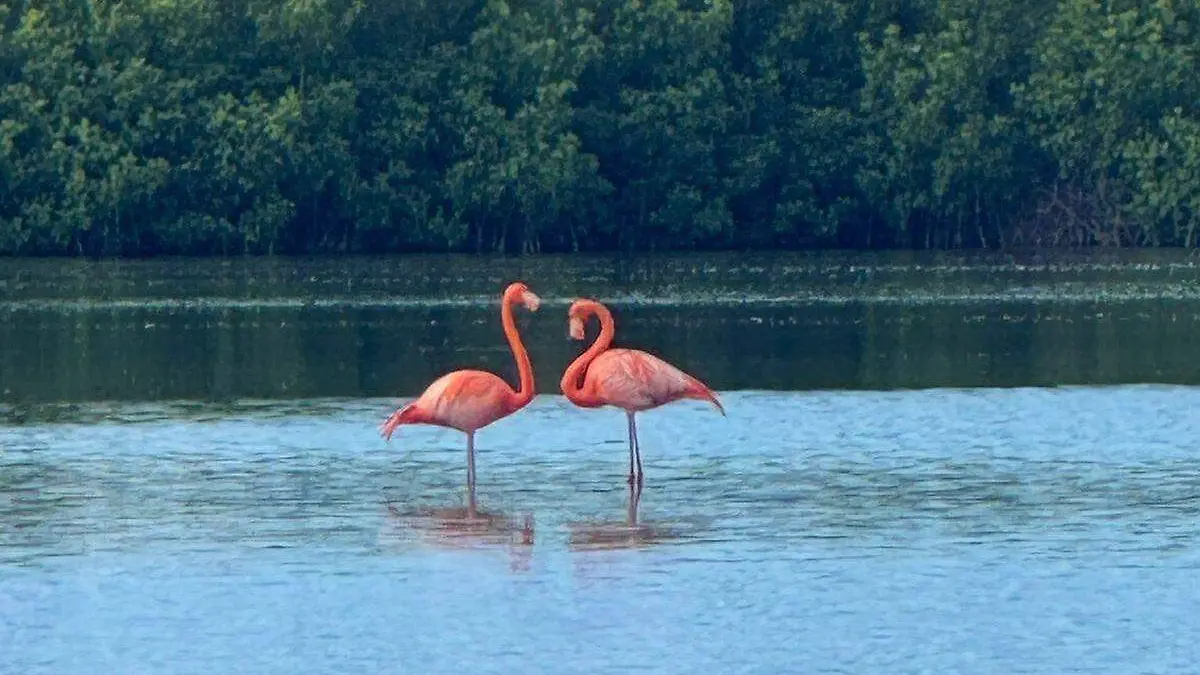 Flamingos en laguna de Petatlán